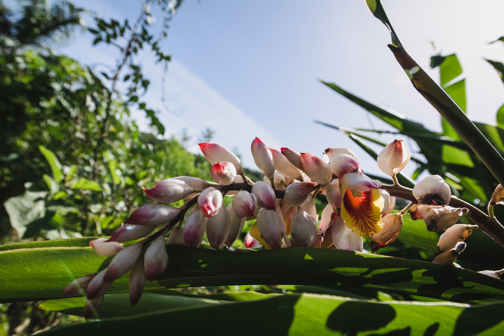 fleur tropical dans un jardin botanique de l'ile de La R?union 974
