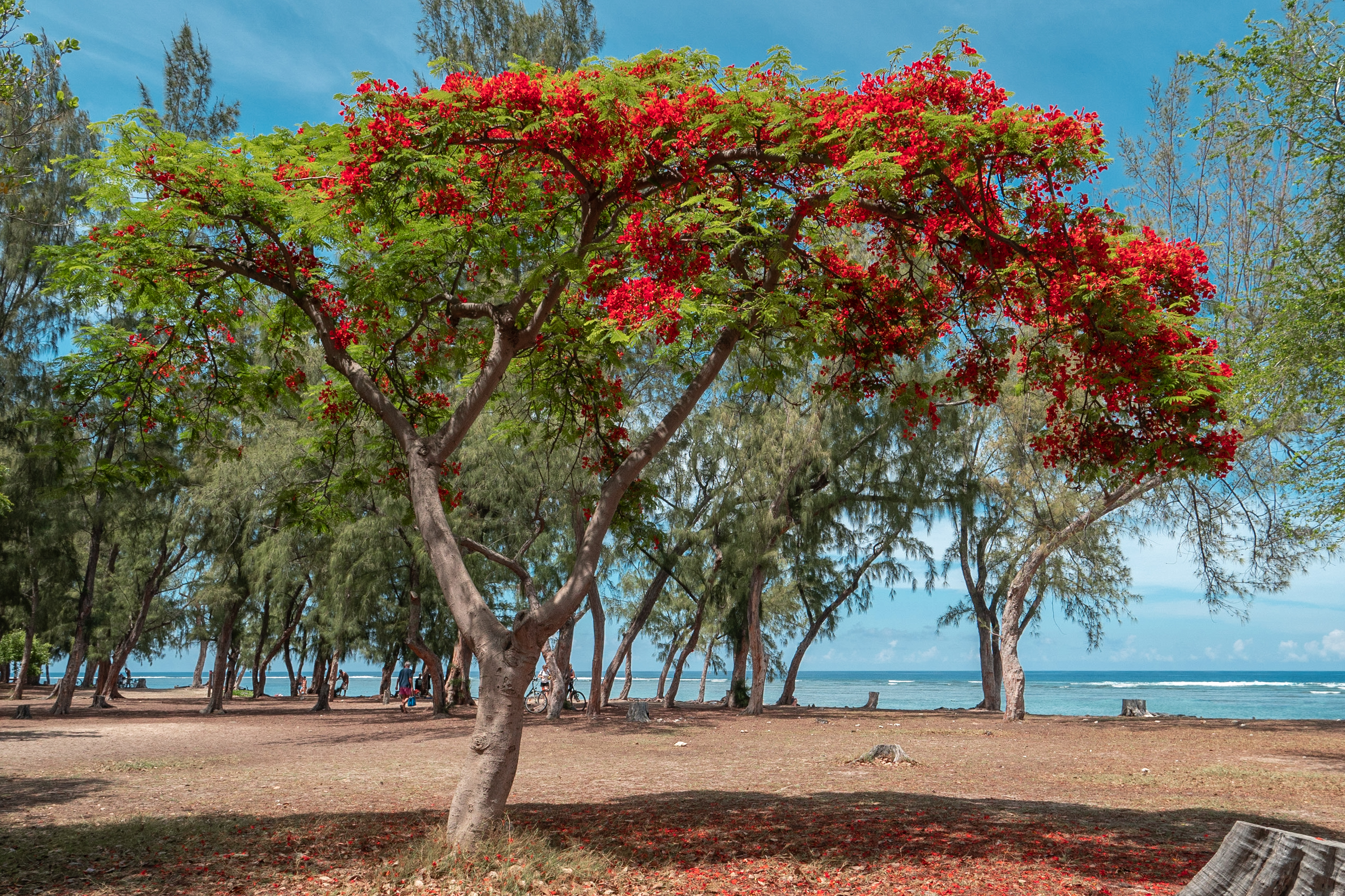 flamboyant sur le bord du lagon à l'ile de La Réunion
