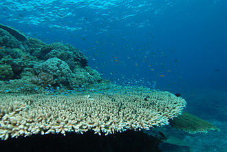 le recif corallien sur l'ile de La Reunion 974