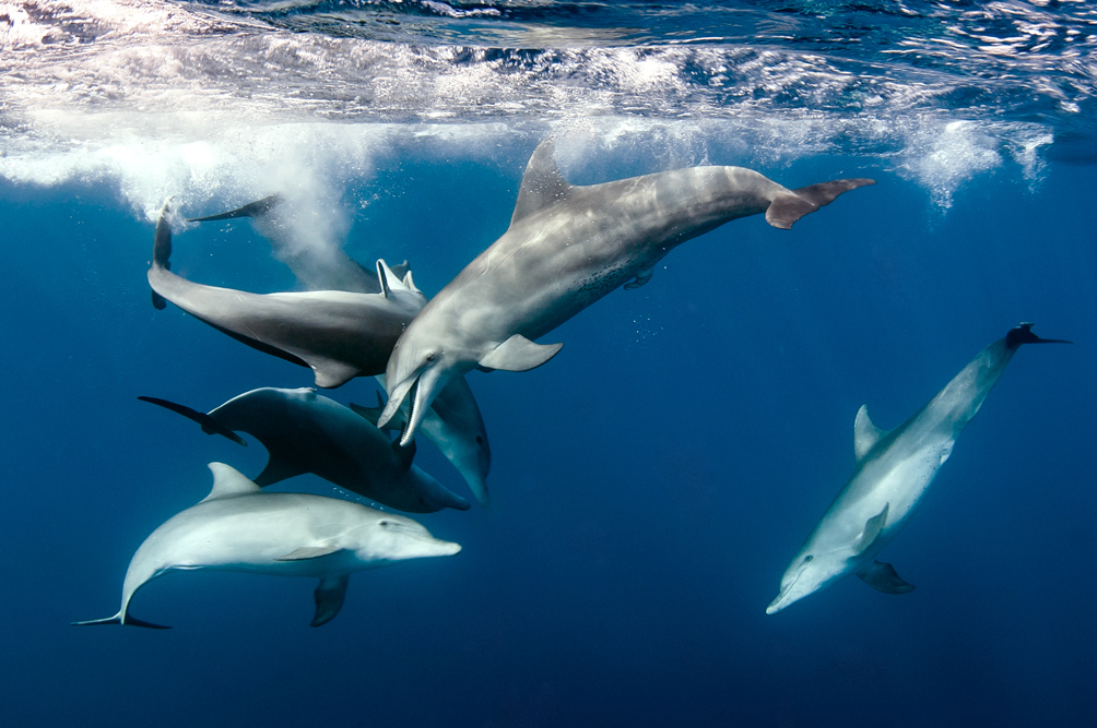 banc de dauphins ile de La Réunion 974 photo cédric peneau festival image sous-marine de La Réunion 2016
