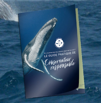 guide pratique de l'observateur responsable des baleines à bosse ile de la réunion