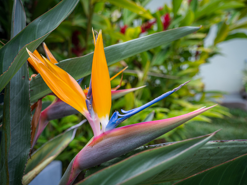 oiseau du paradis fleurs de l'ile de La Réunion