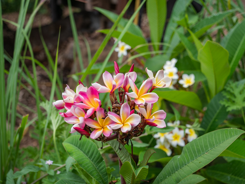 fleurs de frangipanier ile de la Réunion