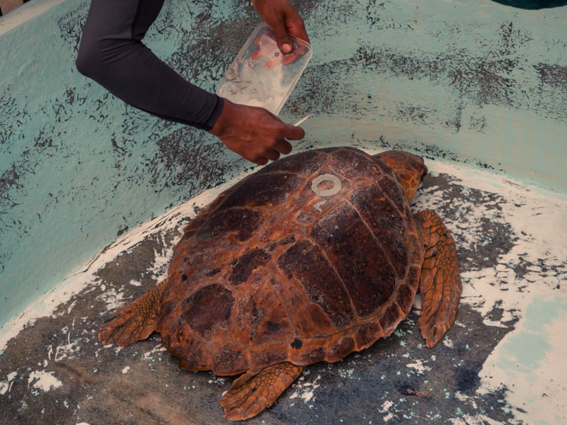 soin d'une tortue de mer à Kélonia ile de La Réunion