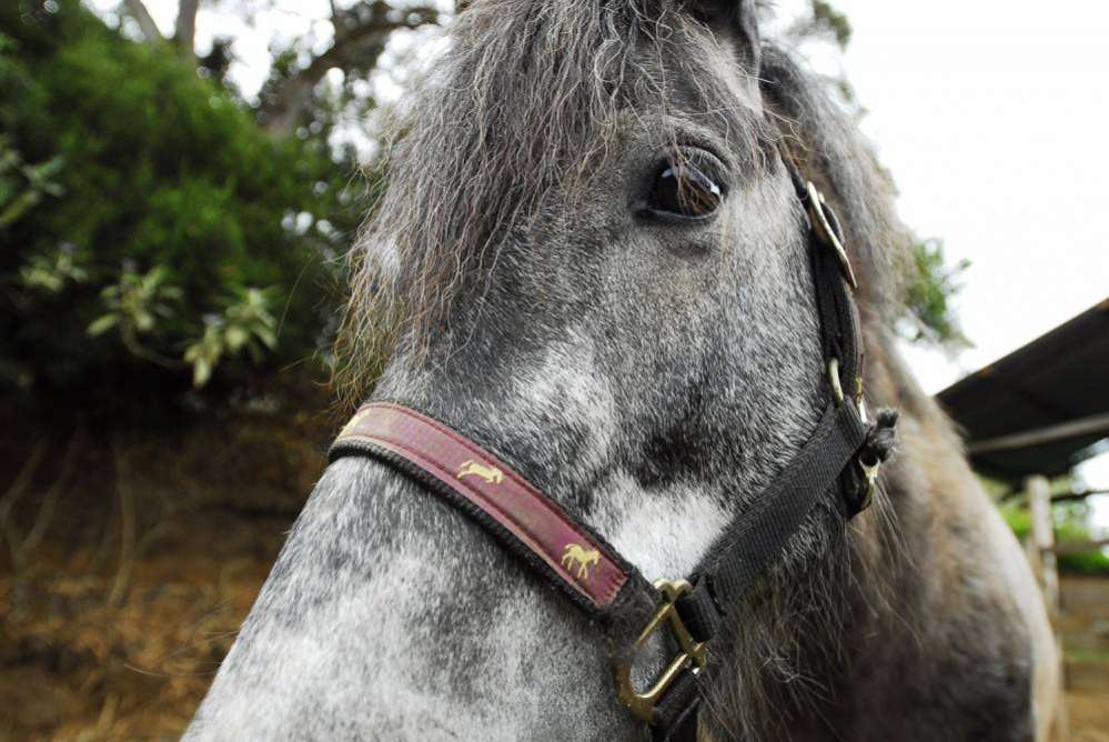 Balade à cheval ou à poney