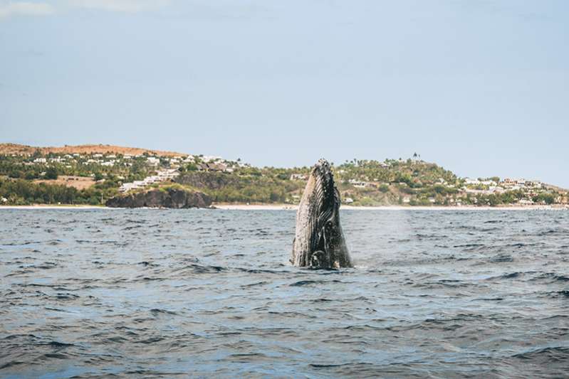 Observation des baleines et des dauphins à l'Ile de La Réunion 974