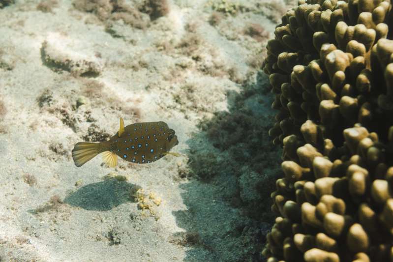 Observation des poissons et des tortues à l'ile de La Réunion 974