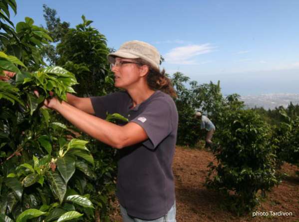 Le Domaine des Caféiers Saint-Paul 974