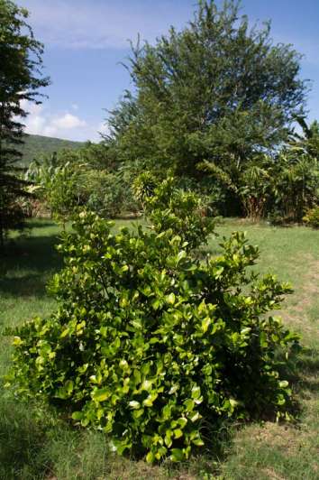 O JARDIN DE PAULO Saint-Paul 974