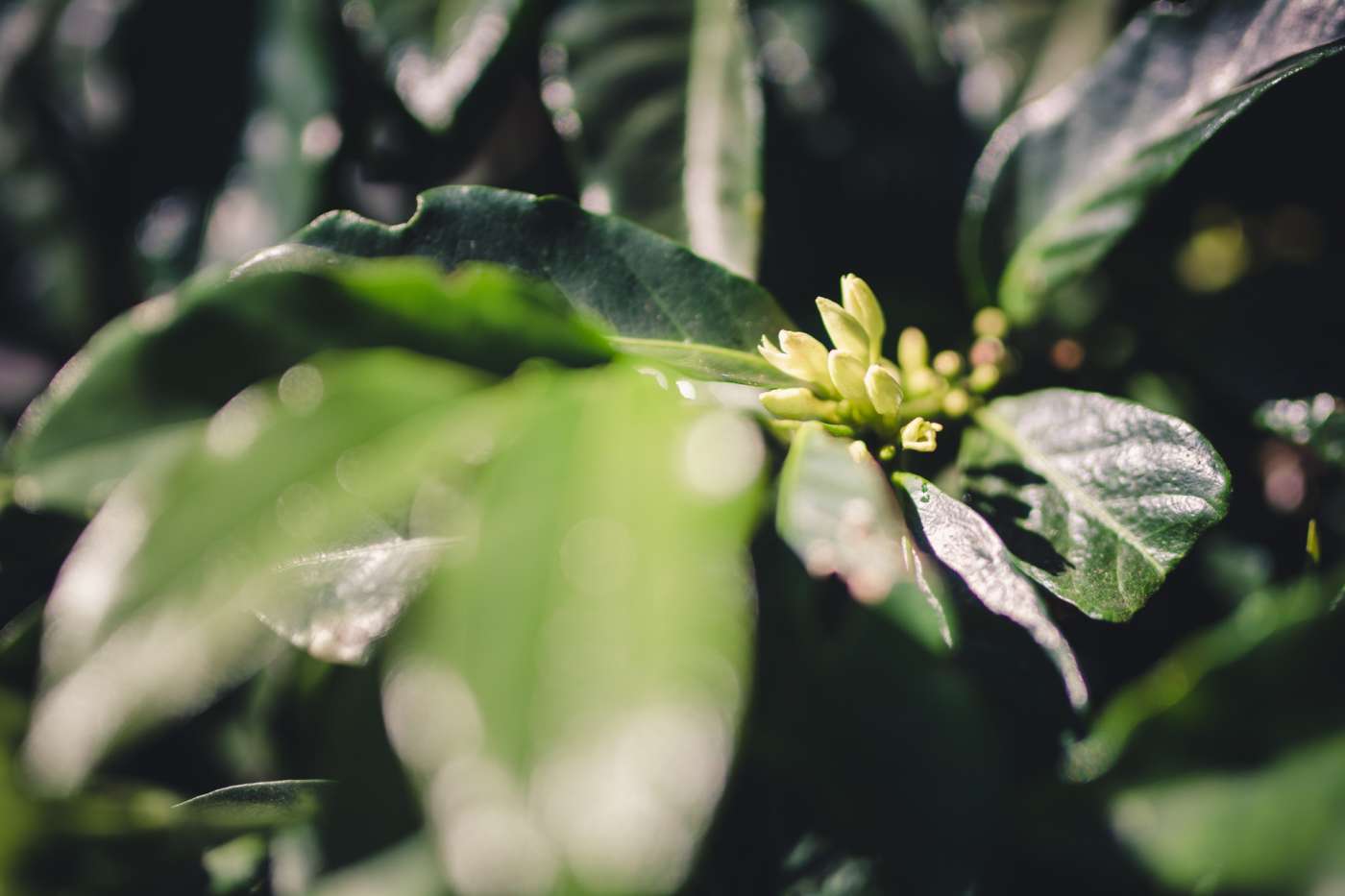 La CaféHier producteur de café bourbon pointu à l'ile de La Réunion