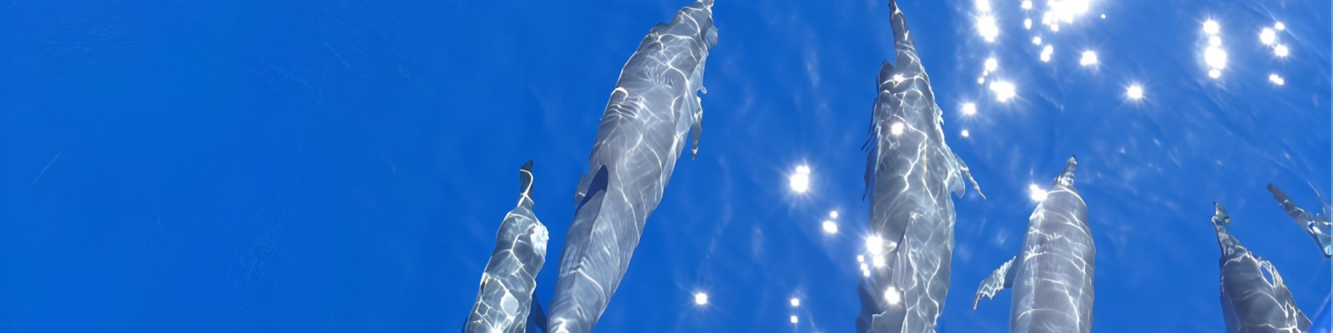 Trouver son activité 974