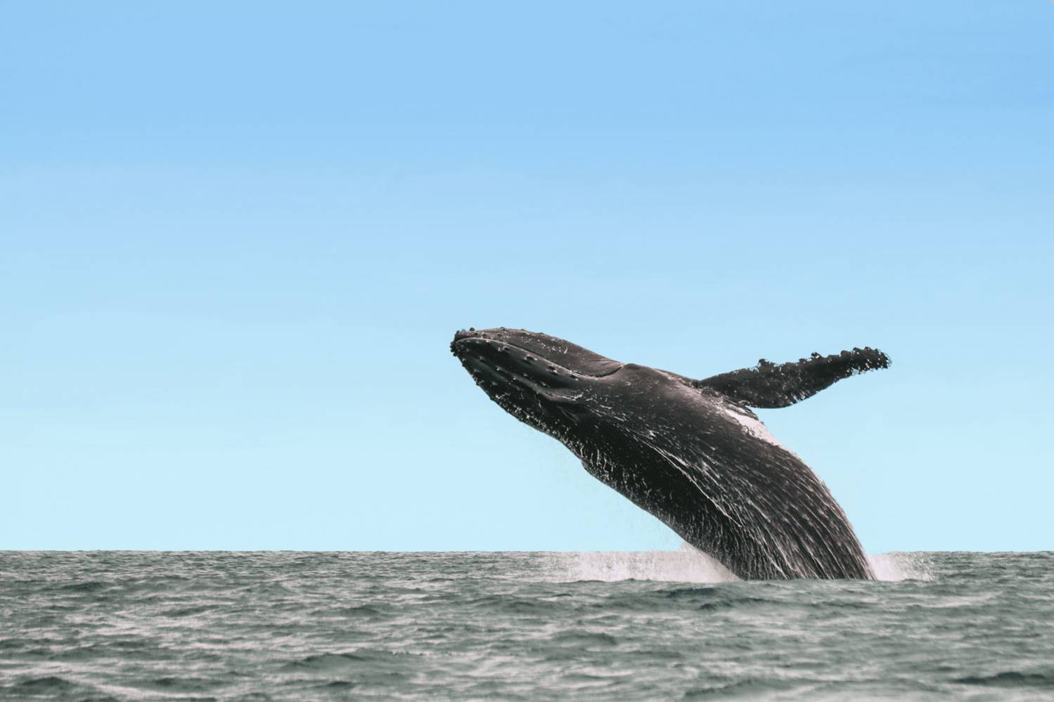 Observation des Baleines à La Réunion : Vivez une expérience unique 