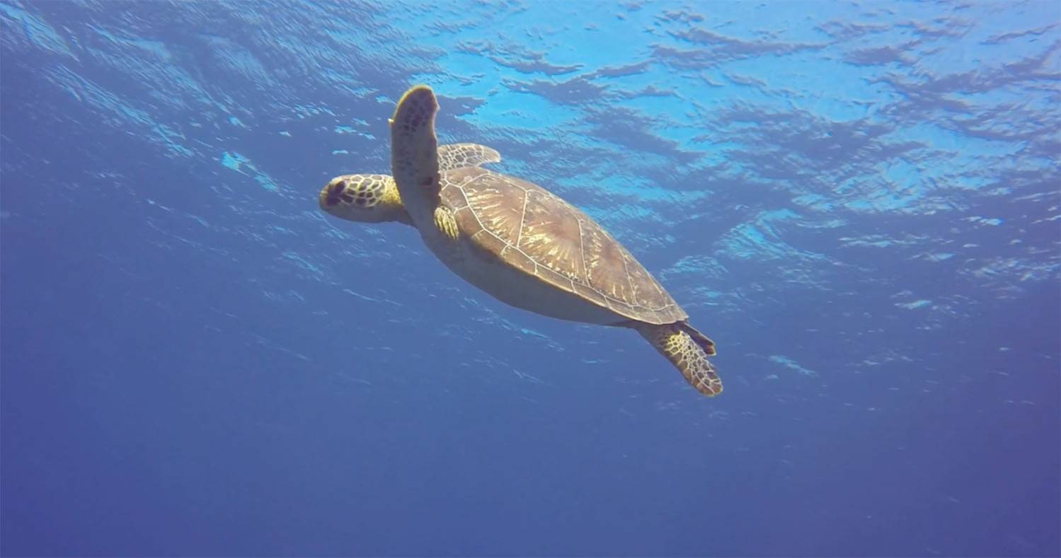 Une tortue dans l'océan indien à l'Ile de La Réunion 974