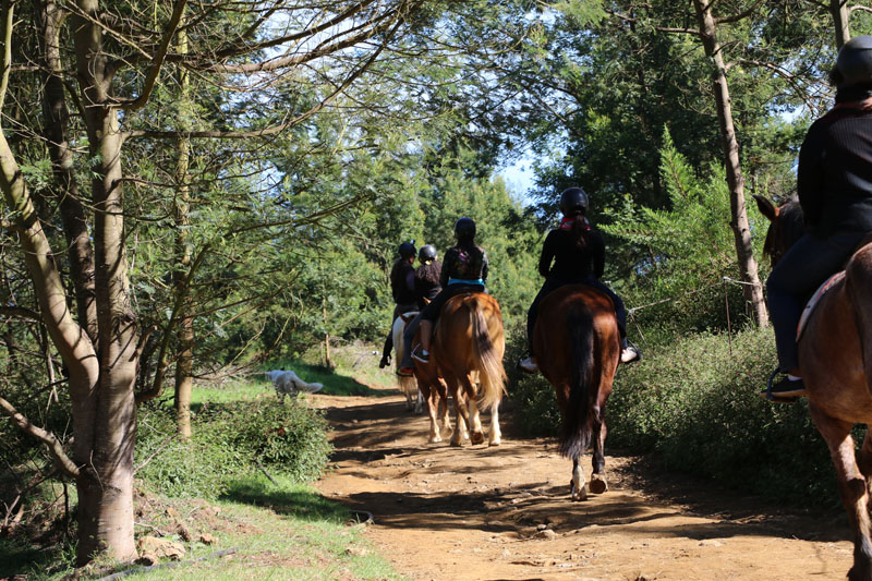 Balade à cheval dans la forêt du Maïdo à l'Ile de La Réunion 974