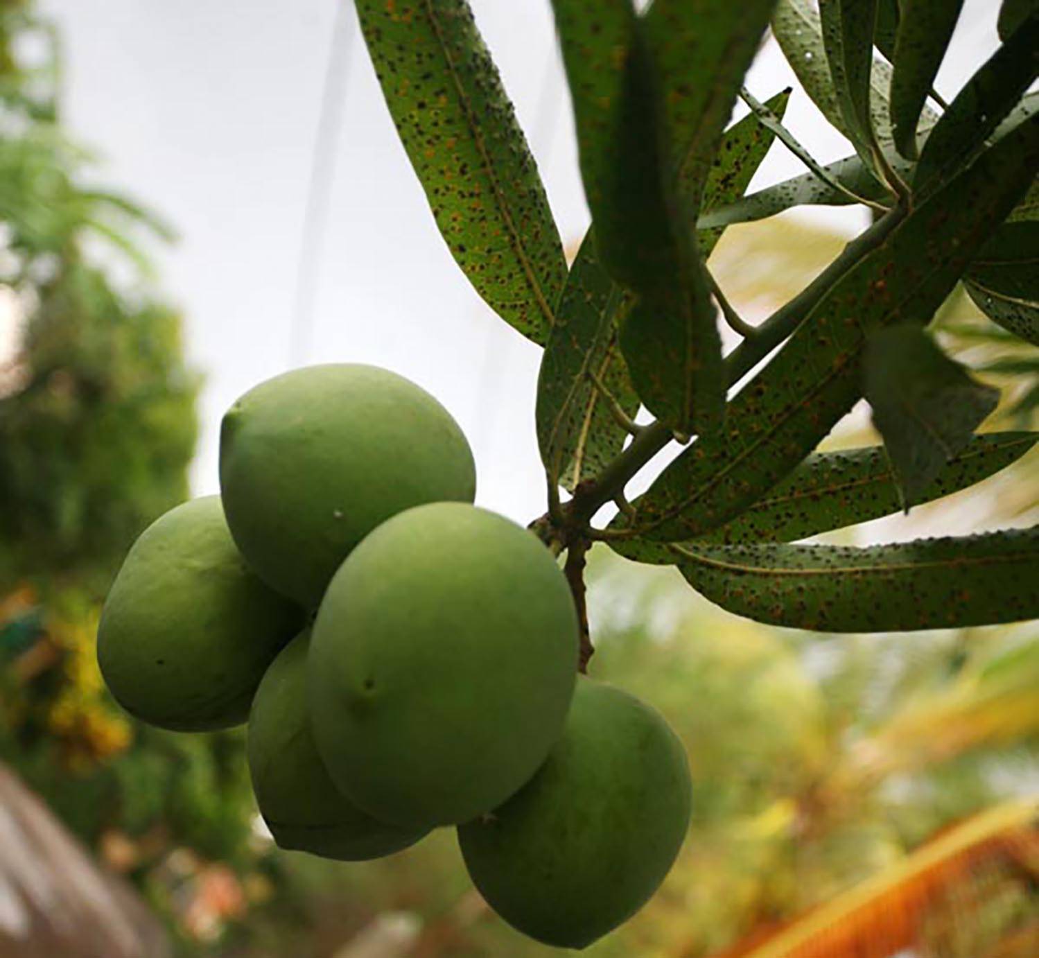 Les mangues vertes délicieuses en rougail spécialité culinaire de l'ile de La Réunion 974