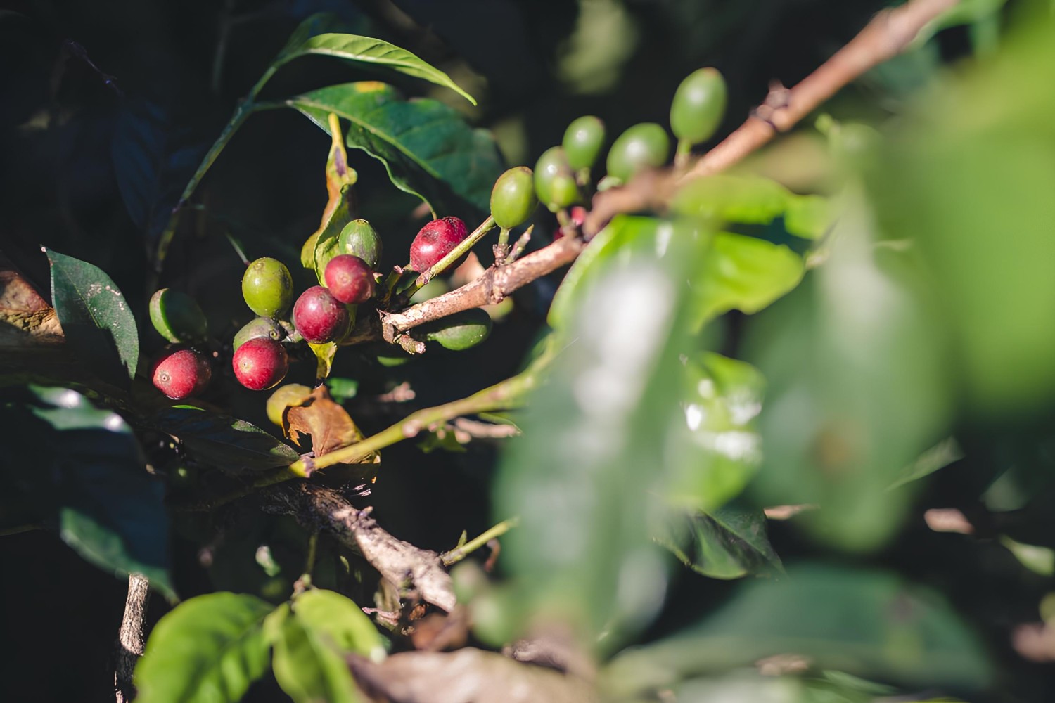Le café bourbon pointu de la réunion