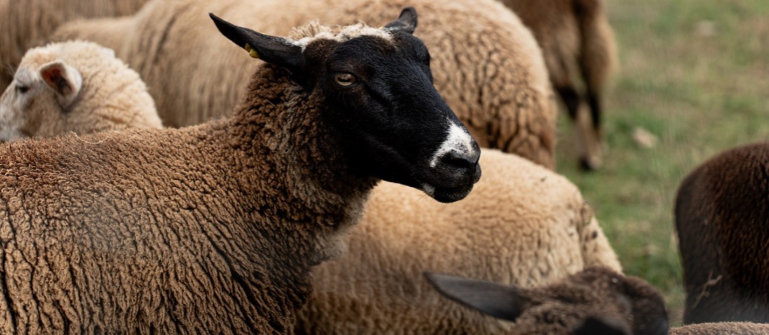 Ferme pédagogique à La Réunion : à la découverte du monde agricole