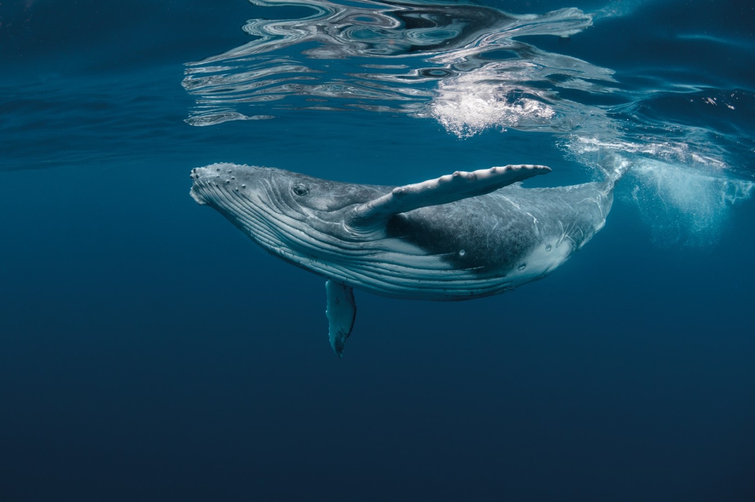 Sortie baleine sur la côte Ouest de La Réunion