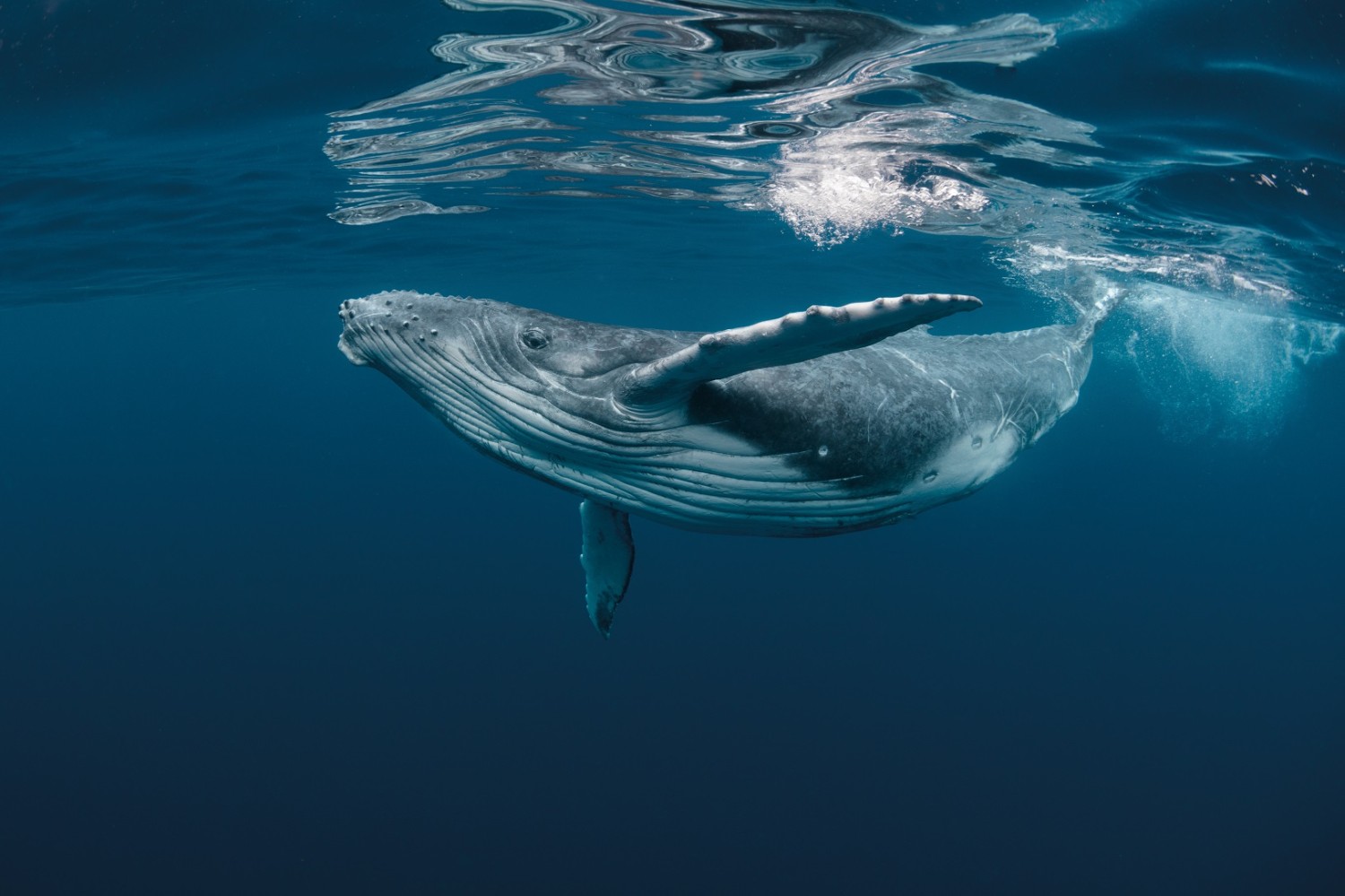 Baleine Réunion : Où et quand observer ces cétacés dans l?Ouest ?