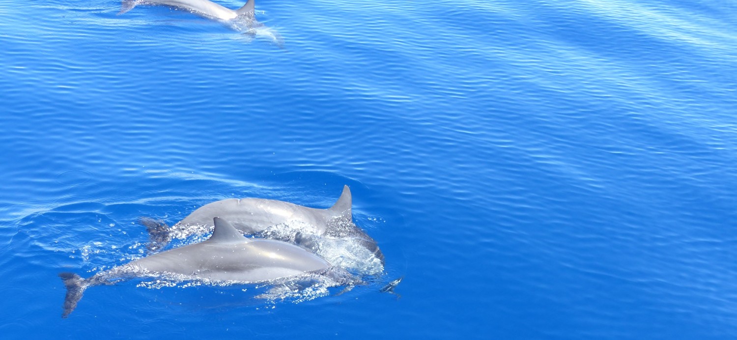Observation des dauphins à La Réunion