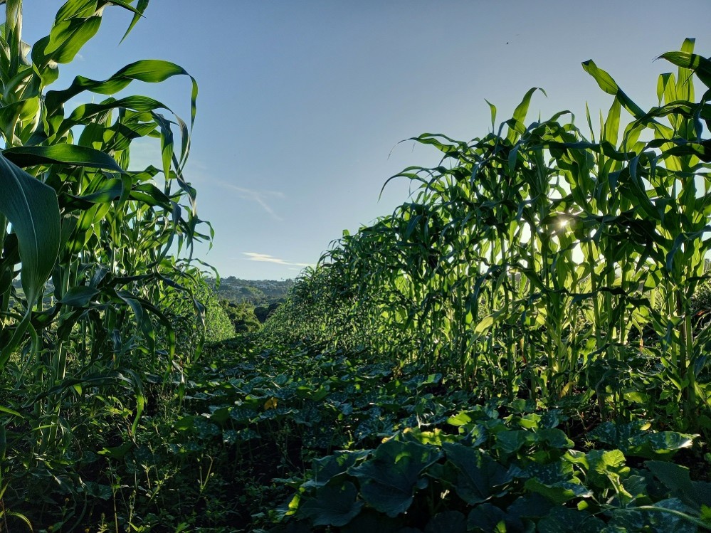 Plongez au coeur de Bitation Dan Lé O, l'âme de l'agriculture lontan