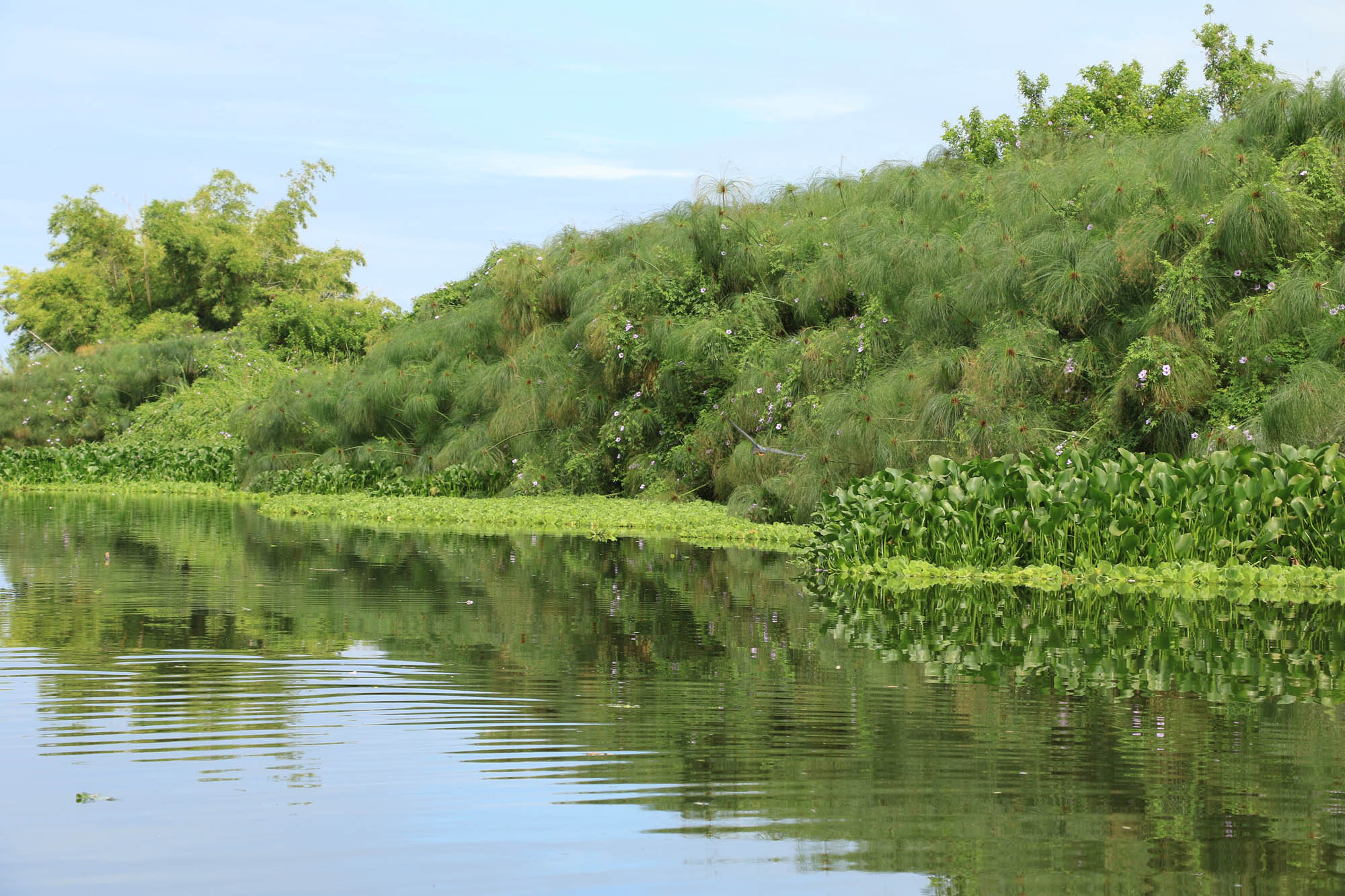Réserve Naturelle Nationale Etang de SaintPaul Patrimoine Naturel SaintPaul / SaintGilles