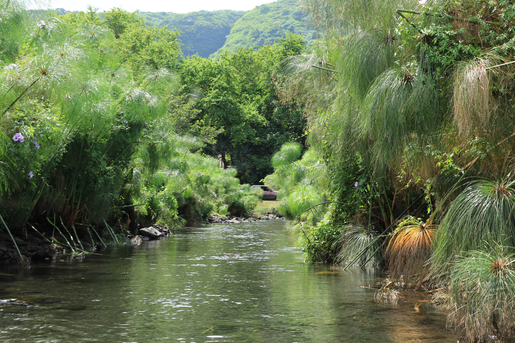 Réserve Naturelle Nationale Etang de SaintPaul Patrimoine Naturel SaintPaul / SaintGilles