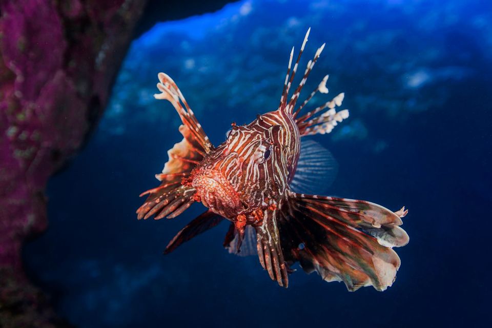 LES ANIMATIONS DE L'AQUARIUM