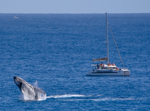 PROMO SPECIAL AU CATAMARAN NAMASTE