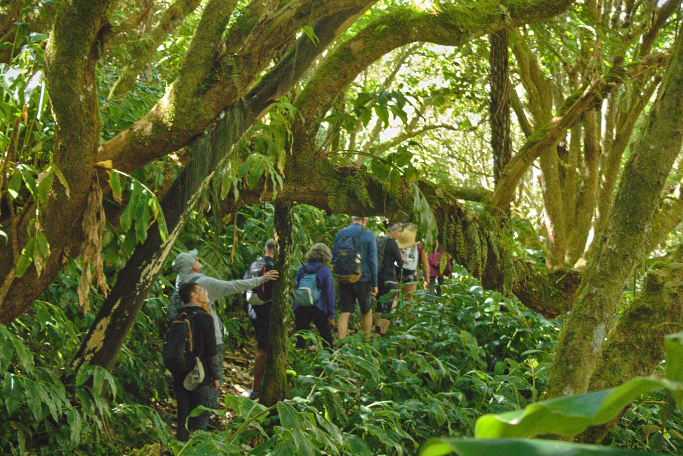 ZARLOR BALADE BOTANIQUE GUIDÉE - LA FORÊT DES HAUTS SOUS LE VENT
