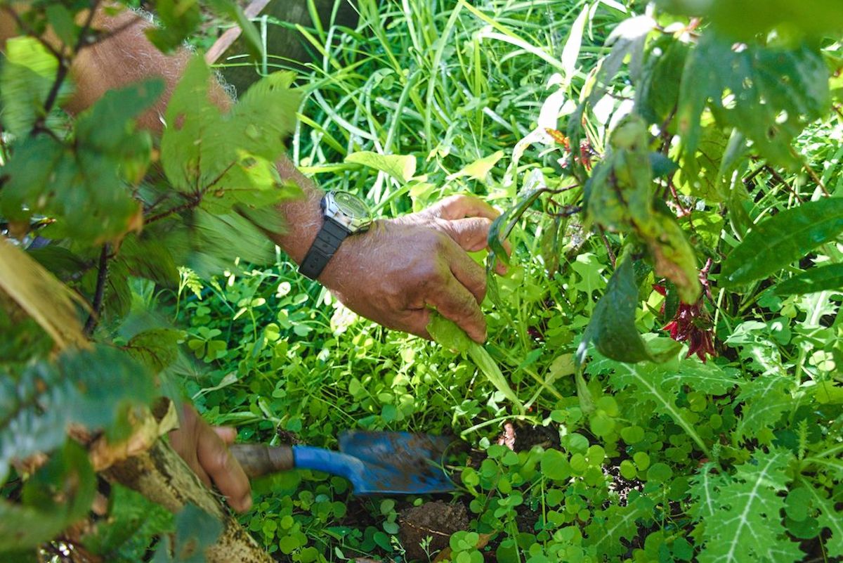 ZARLOR BALADE O JARDIN - CHEZ PAULO