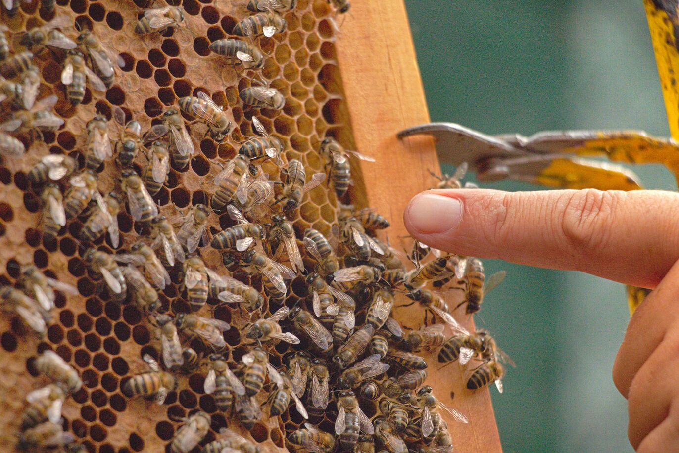 ZARLOR BALADE O JARDIN MAGIQUE DES ABEILLES