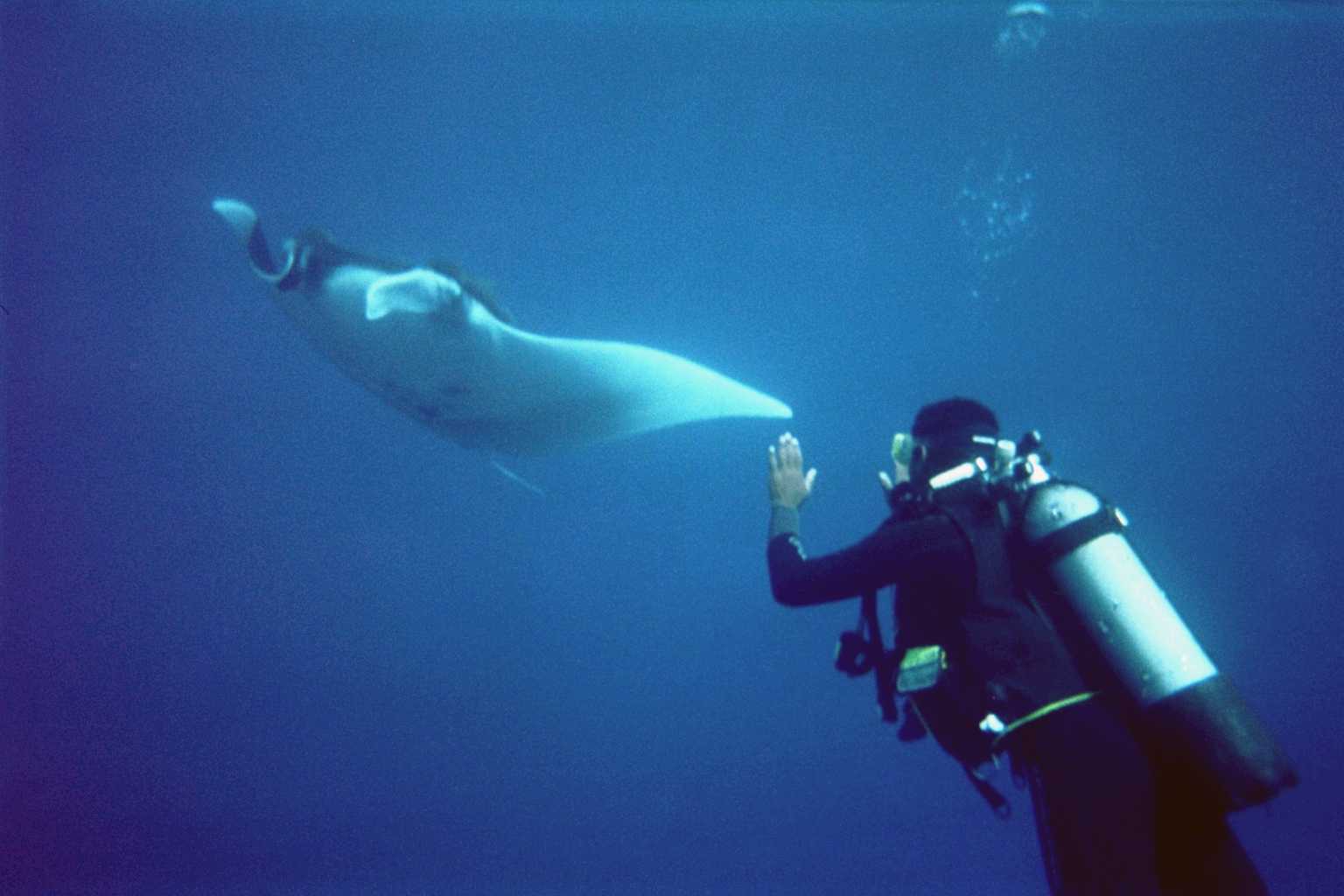 OFFRES PLONGÉE - FESTIVAL DE L'OCÉAN