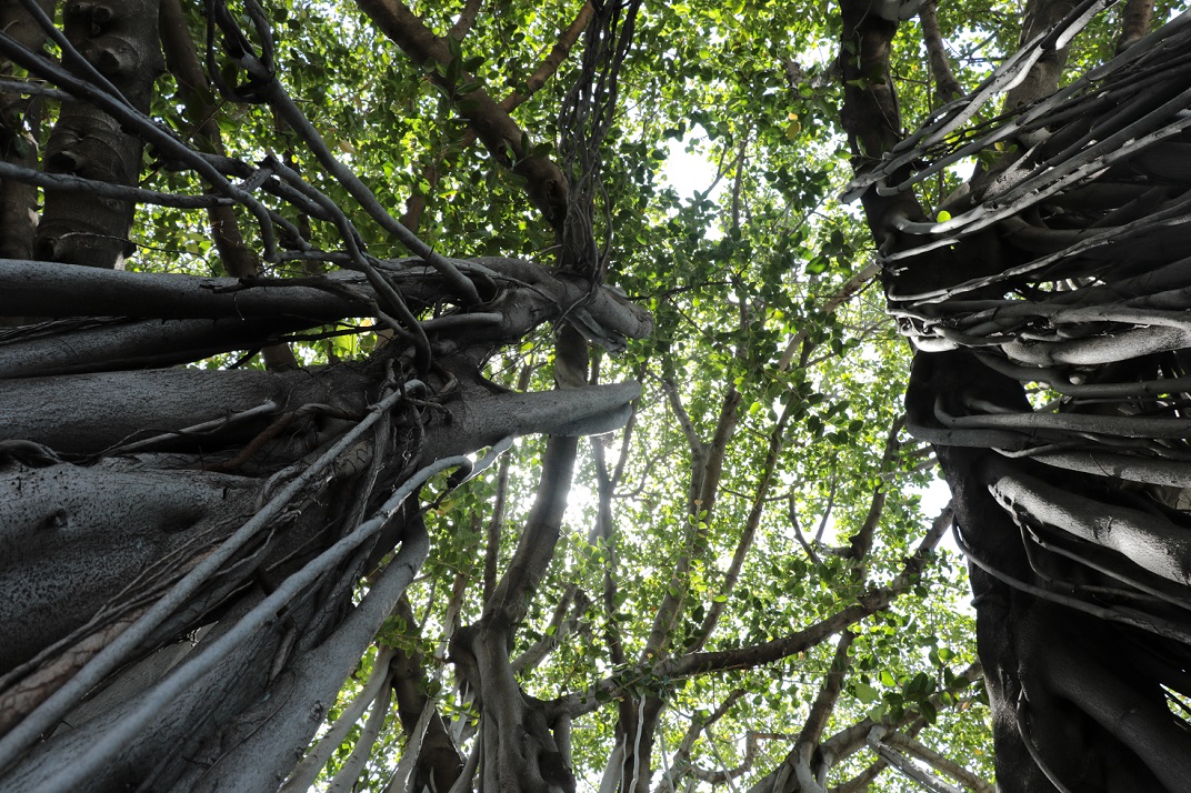 BALADE BOTANIQUE - KOZ KOZÉ