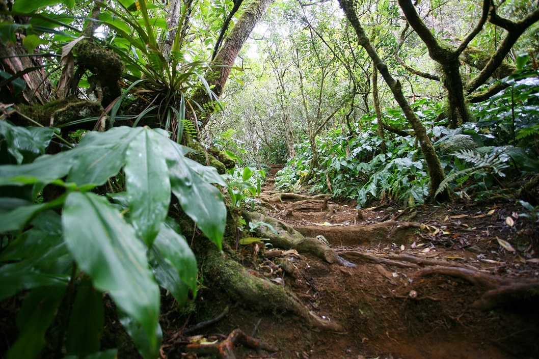 ZARLOR BALADE BOTANIQUE - LA FORÊT DU ROI TAMARIN