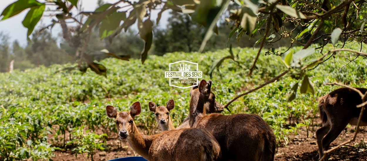 BIVOUAC À LA FERME - FESTIVAL DES SENS