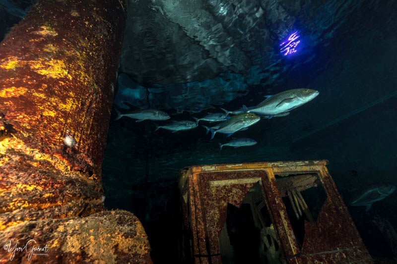 le grand bassin des prédateurs à l'Aquarium de La Réunion 974