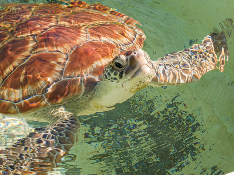 tortue à kélonia ile de la Réunion 974