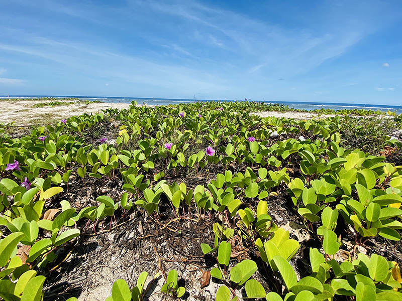 Plage de l'Hermitage ile de La Réunion 974